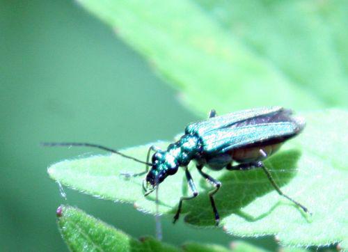 oedemera romi 4 juin 073.jpg