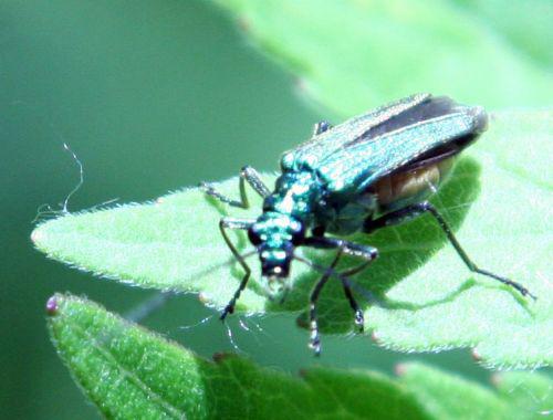 oedemera romi 4 juin 076.jpg