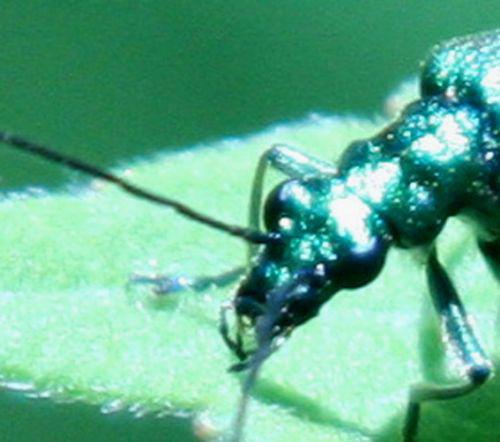 oedemera nobilis tête romi 4 juin 074.jpg