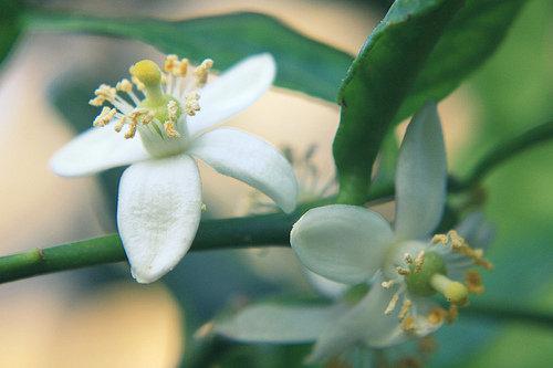 Fleur de citronnier