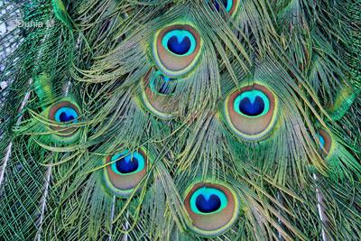 Paon du Jardin botanique du Tessin îles Brissago mai 2010