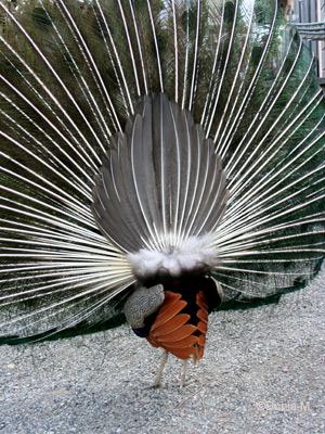 Paon du Jardin botanique du Tessin îles Brissago mai 2010