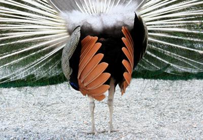 Paon du Jardin botanique du Tessin îles Brissago mai 2010