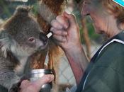 Australie l'hôpital koalas