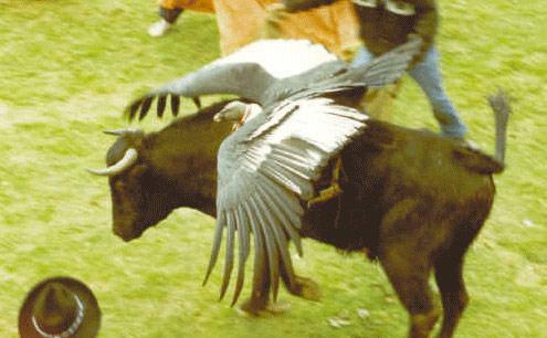 Voyage et Tourisme au Pérou – Condor, Yawar fiesta, Pérou 