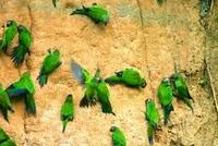 Voyage et Tourisme au Pérou – Perroquets Collpa de l’Amazonie, Pérou