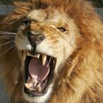 Tofu pas d'ma gueule !