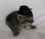 vidéo chat chaton baffe chapeau