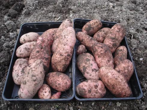 Des semences de pommes de terre résistantes au mildiou