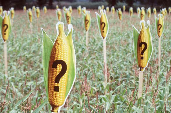 Allemagne: du maïs OGM illégal dans les champs