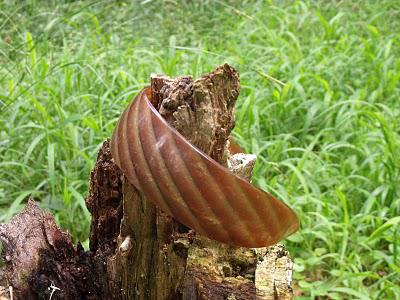 DES PETITS RIENS QUI FONT UN TOUT...