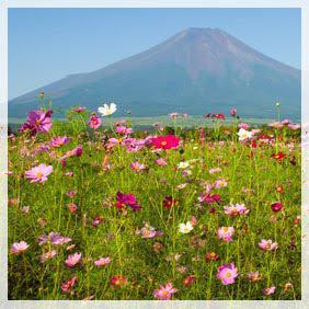 Un jour jardin idéal, tu seras mien...