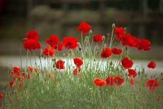 Un jour jardin idéal, tu seras mien...