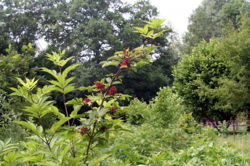 coreana 1 romi 15 juin 2010 017.jpg