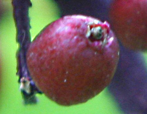 coreana 1 fruit pp romi 15 juin 2010 020.jpg