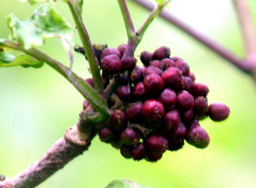 coreana 2 fruits romi 15 juin 2010 053.jpg