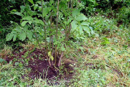 coreana 2 base romi 15 juin 2010 068.jpg