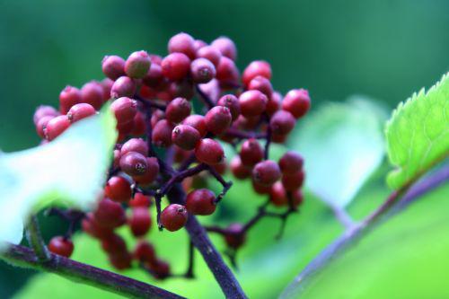 coreana 1 fruits romi 15 juin 2010 020.jpg
