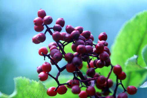 coreana 1 fruits romi 15 juin 2010 021.jpg