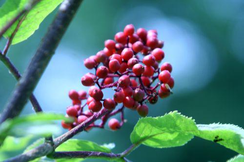 coreana 1 fruits romi 15 juin 2010 022.jpg