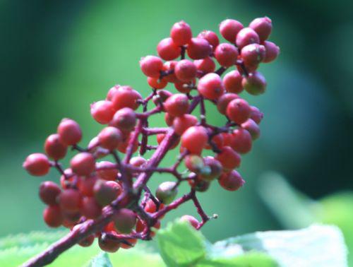 coreana 1 fruits romi 15 juin 2010 025.jpg