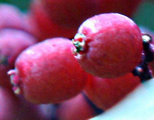 coreana 1 fru pp romi 15 juin 2010 019.jpg