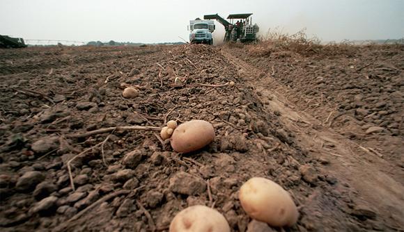 Le Luxembourg interdit la pomme de terre OGM « Amflora » !