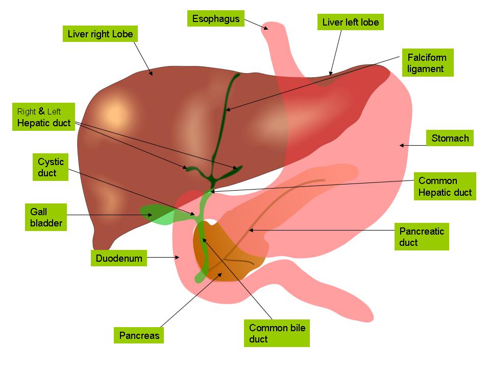 http://upload.wikimedia.org/wikipedia/commons/b/be/Anatomy_of_liver_and_gall_bladder.png