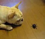 chiot curieux s'amuse avec coléoptère
