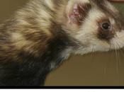 [News Apps] furet guide pour enfants