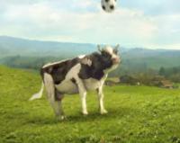 Coupe du monde de foot : quelles vaches, ces Suisses !