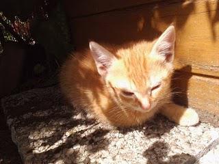 ♥♥ Entremetteuse ♥♥