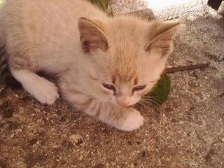 ♥♥ Entremetteuse ♥♥