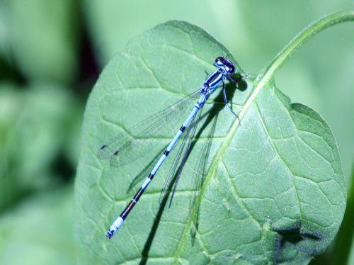 agrion clair romi 23 mai 023.jpg