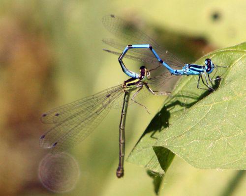 agrions clairs romi 4 juin 007.jpg