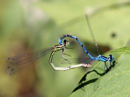 agrions clairs romi 4 juin 008.jpg