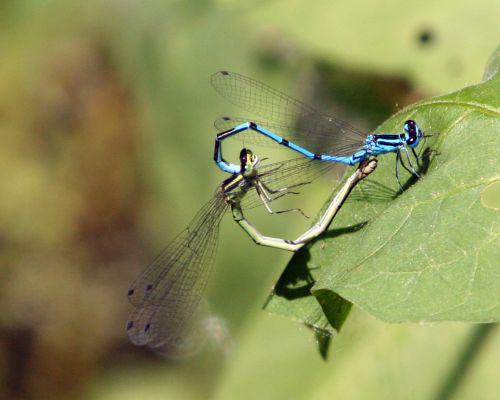 agrions clairs romi 4 juin 009.jpg