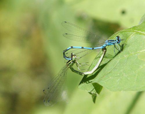 agrions clairs romi 4 juin 010.jpg