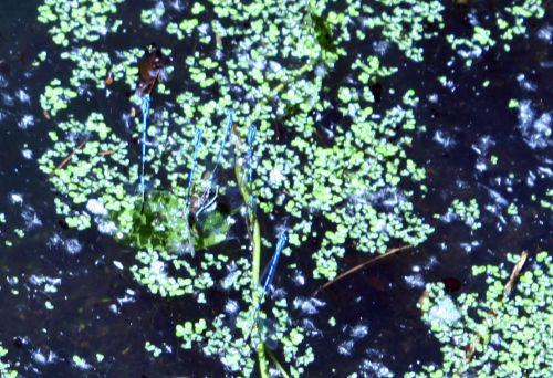 agrions clairs 5 couples romi 7 juin 033.jpg