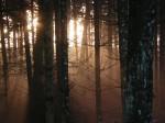 Foret-contre-jour.jpg
