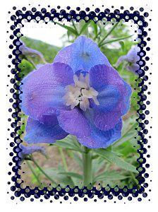 Rouge comme une tomate fleur bleue