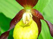 orchidée, orchidée demie