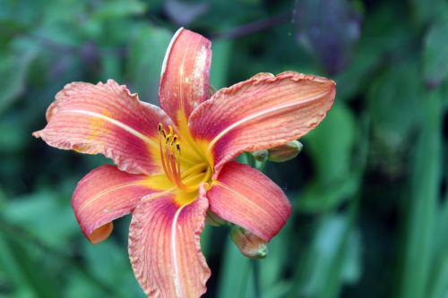 hemerocalle romi 15 juin 2010 027.jpg