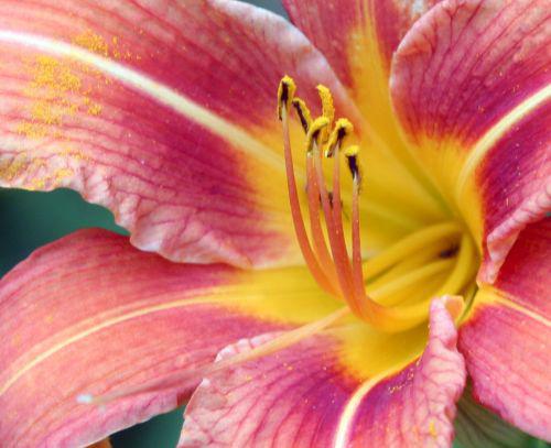 hemerocalle coeur romi 15 juin 2010 027.jpg