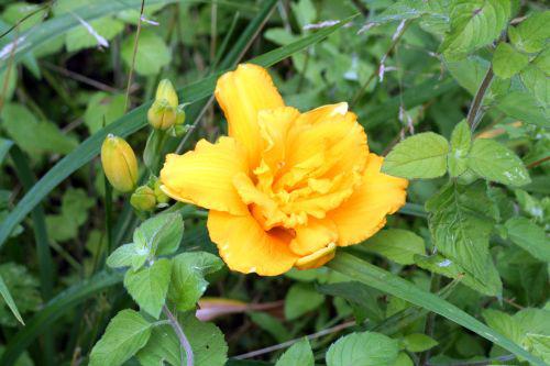 hémérocalle double 15 juin 007.jpg