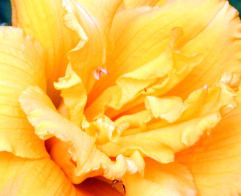 hémérocalle double coeur 15 juin 007.jpg