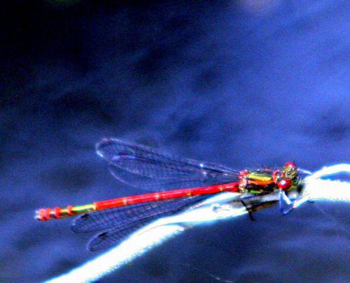 pyrrhosoma mâle p romi 25 avril 101.jpg