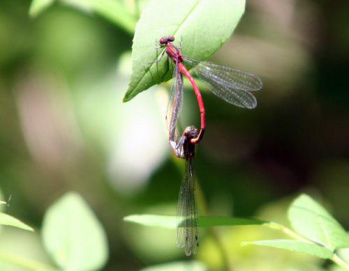 pyrrhosoma romi 4 juin 015.jpg