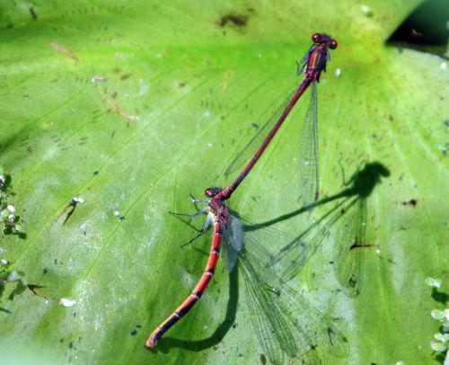 pyrrhosoma romi 21 mai 022.jpg