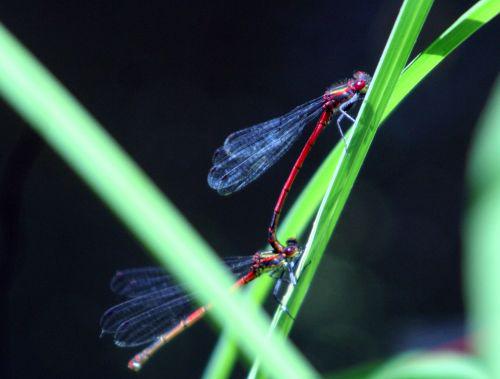 pyrrhosoma romi 21 mai 028.jpg